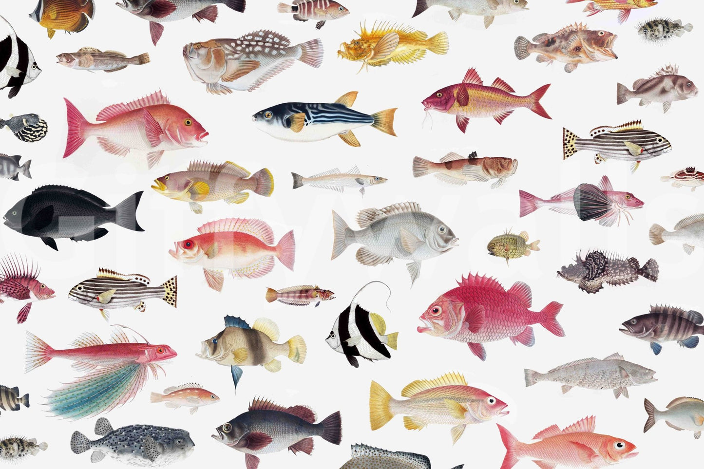 Decorative wallpaper with vibrant underwater visuals