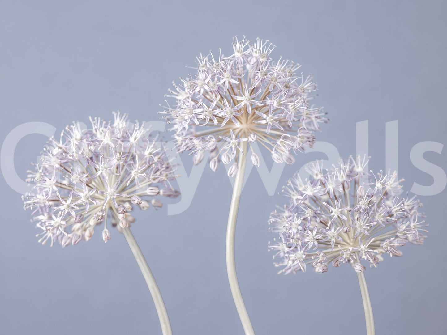Beautiful Allium Triplet flower peel stick mural. Contemporary.