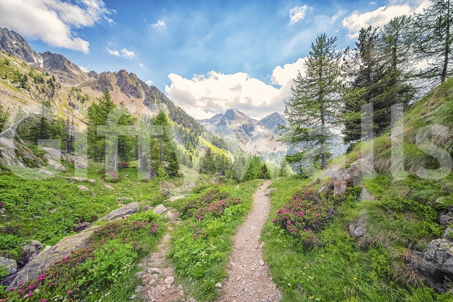 Nature wallpaper with alpine trees and rocky path