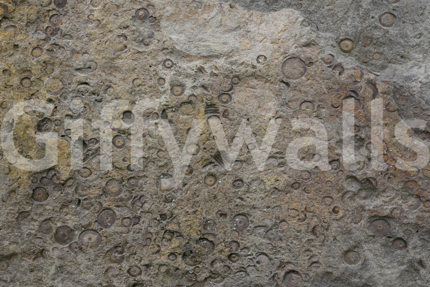 Rustic interior enhanced by fossil texture peel and stick wallpaper