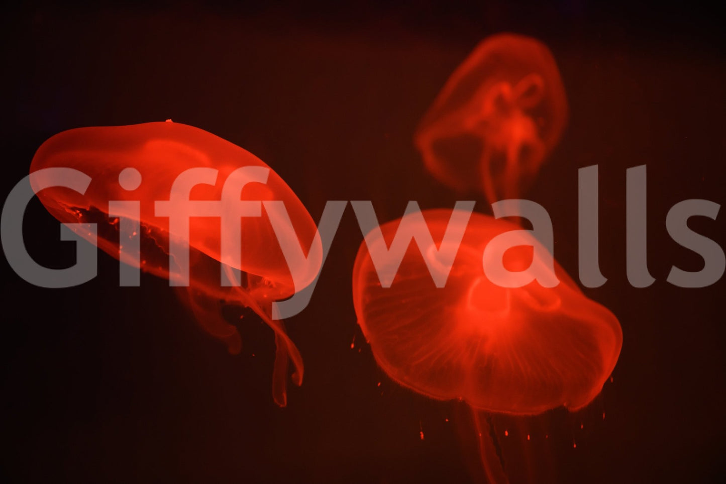 A high-quality marine theme wall mural for walls.