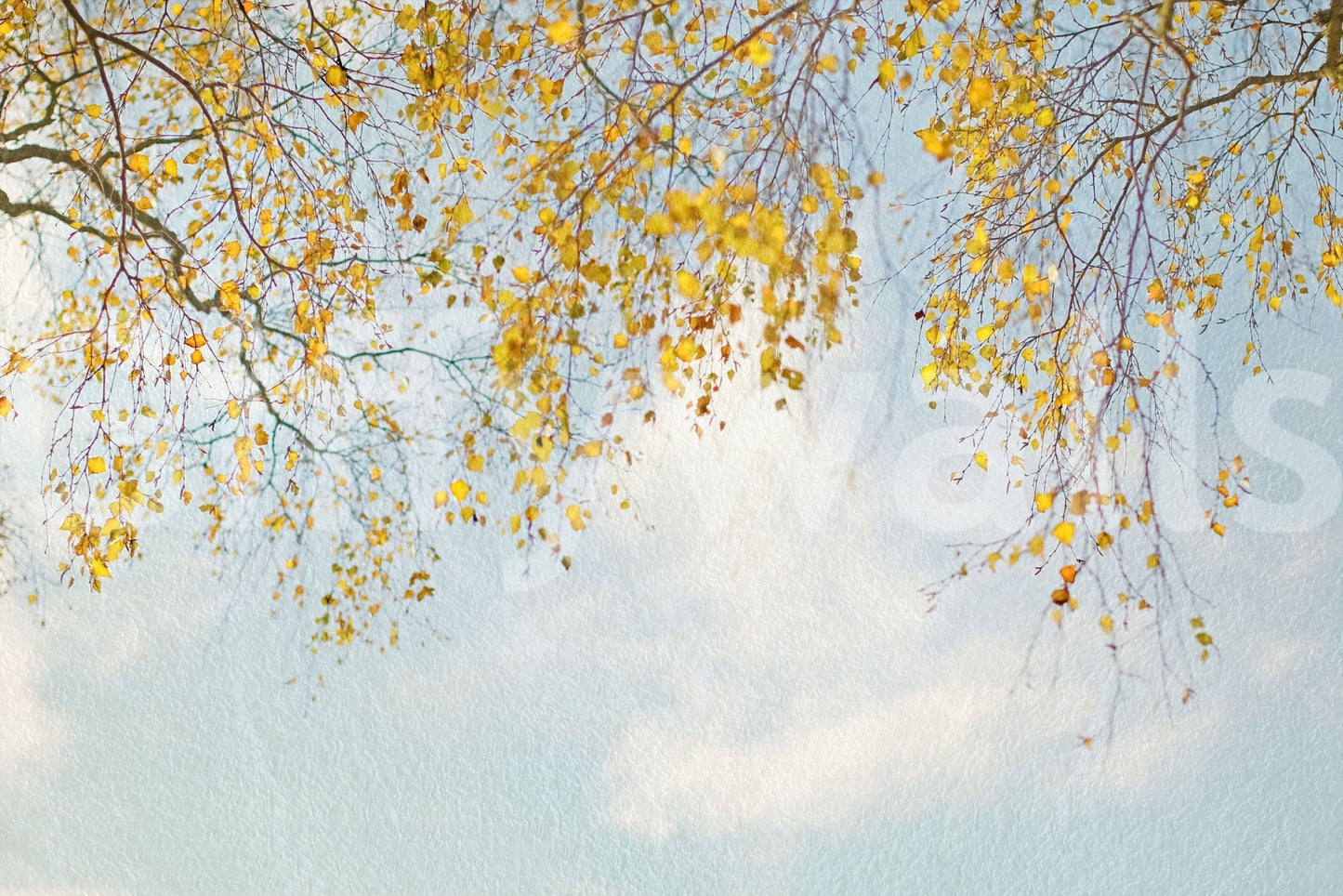 Lively Autumn Hues Woodland woodland effect wallpaper image.