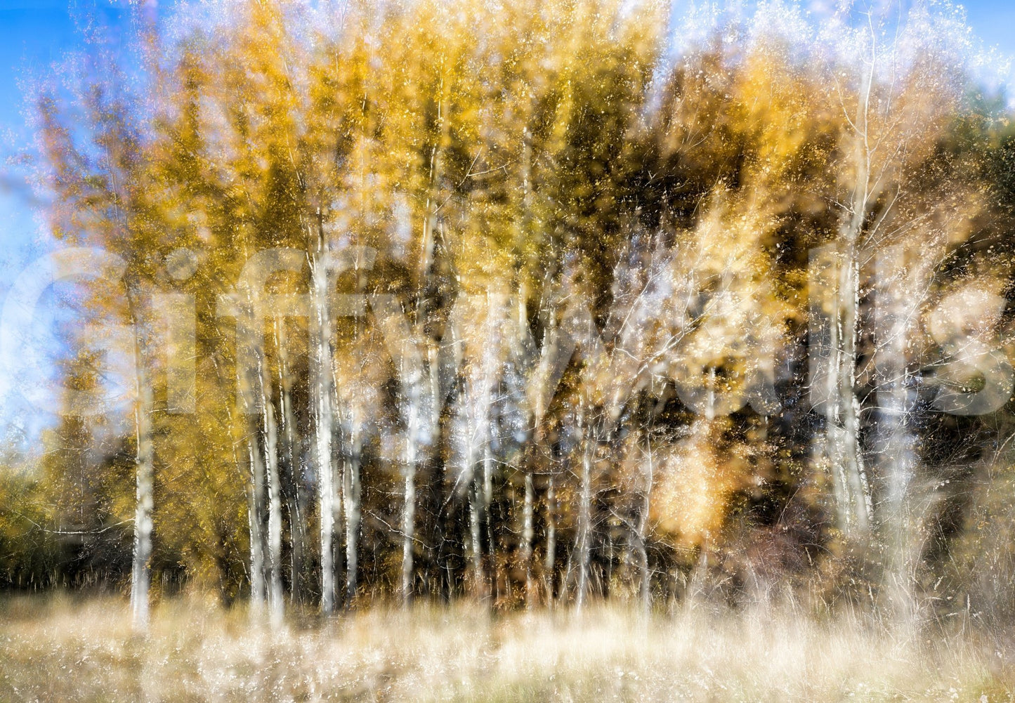 Provides a graceful and artistic backdrop.