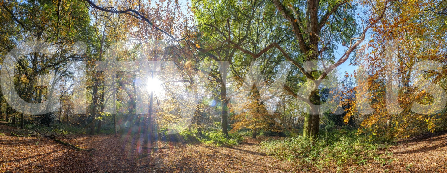 Autumn woods mural with morning light