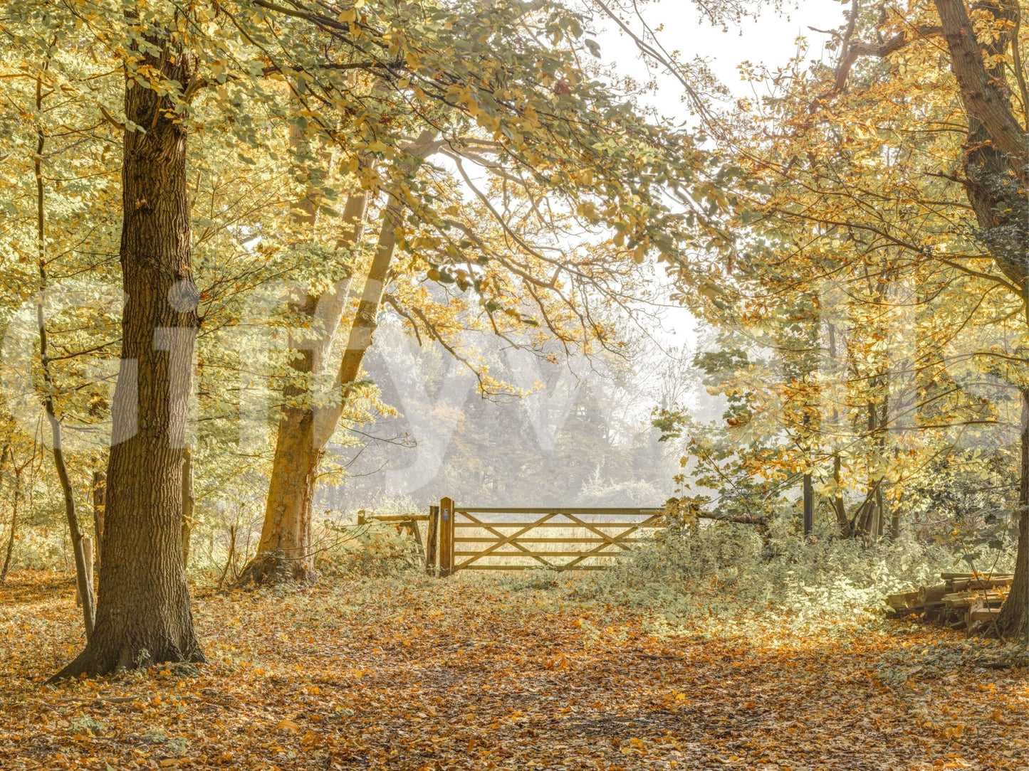 Autumn forest wallpaper with soft sunlight filtering through branches in a bedroom.