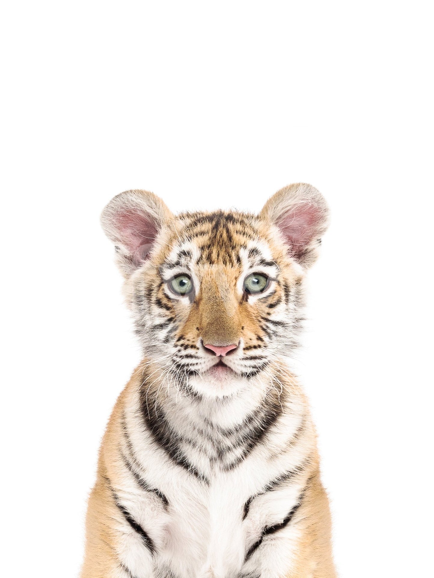 Natural baby tiger wallpaper for walls