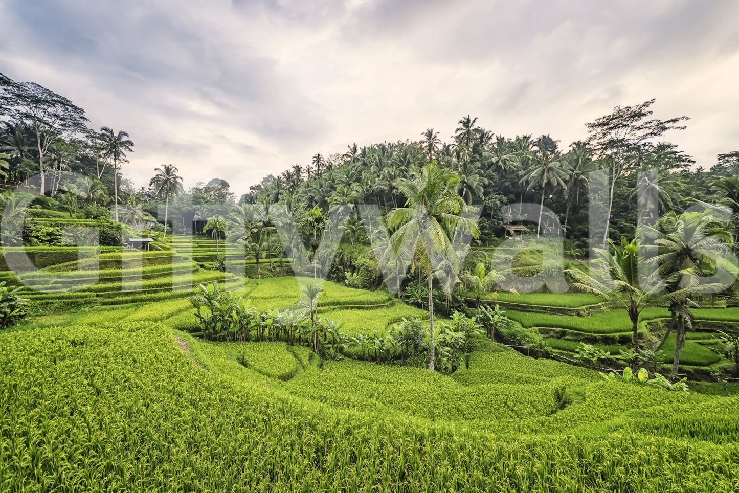 Bali Rice Terraces Wall Mural