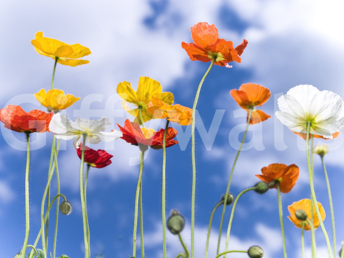 Colorful bloom Blue Sky Bouquet artistic wallpaper design.