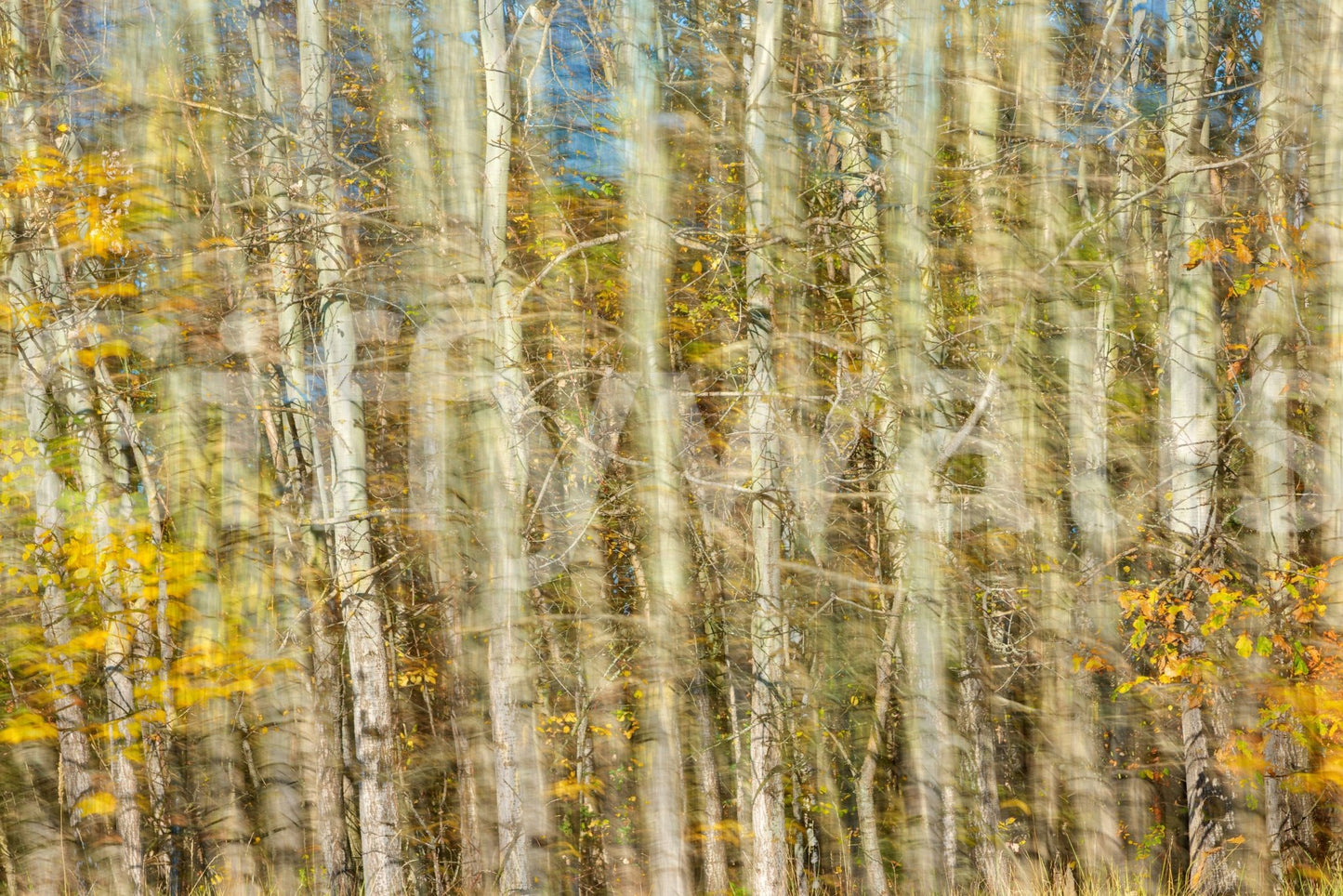 Blurred Autumn Forest Photography | Nature Art Print | Colorful Tree Landscape Wall Mural