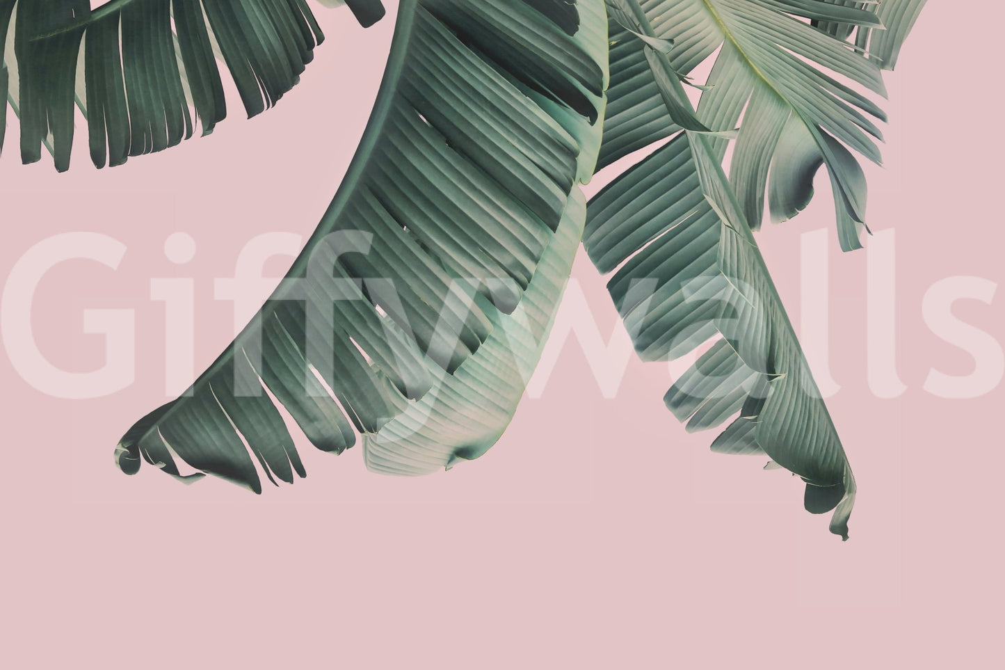 Artistic banana leaf mural with blush pink backdrop