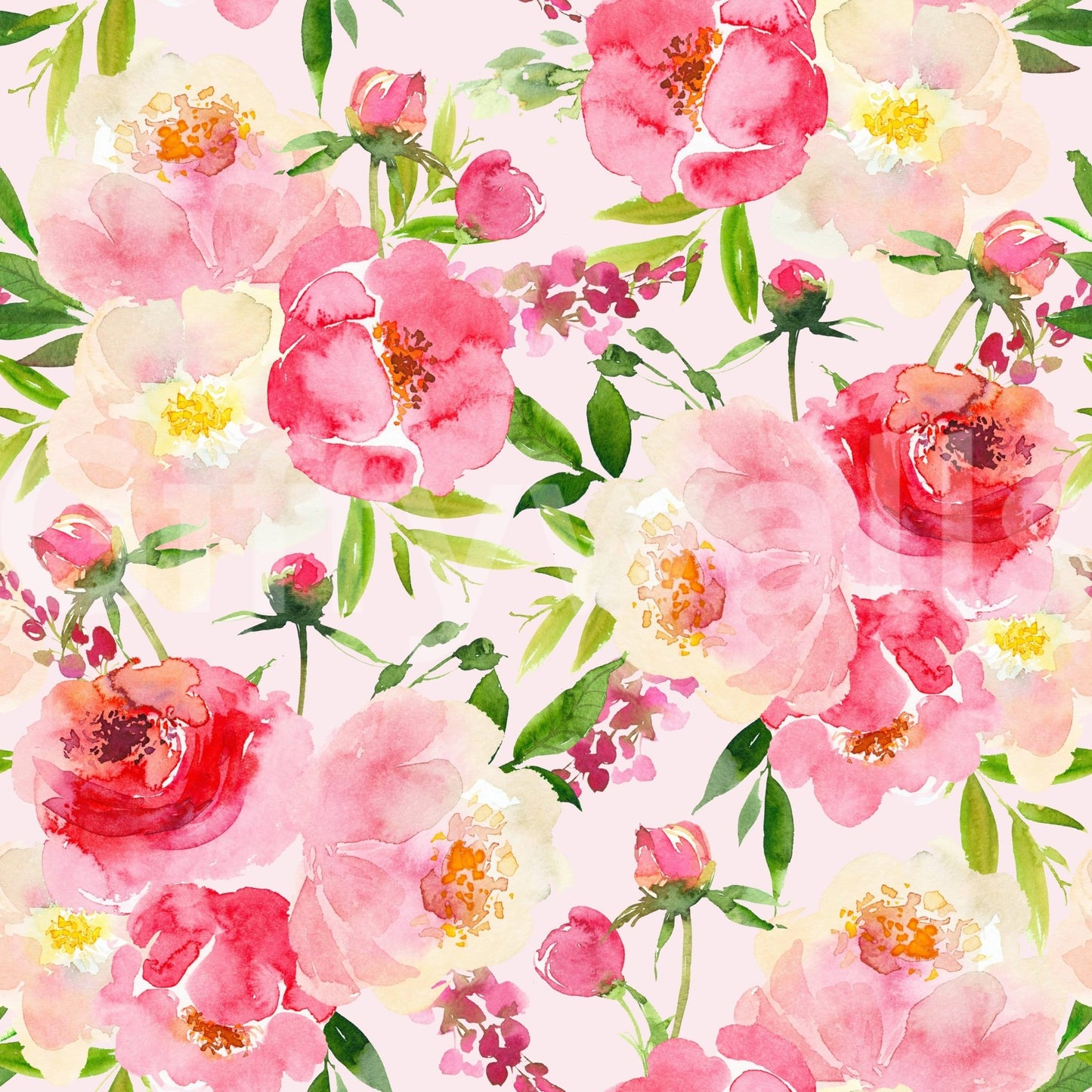 Vibrant pink Blush Bloom Watercolor wall mural botanical illustration design.