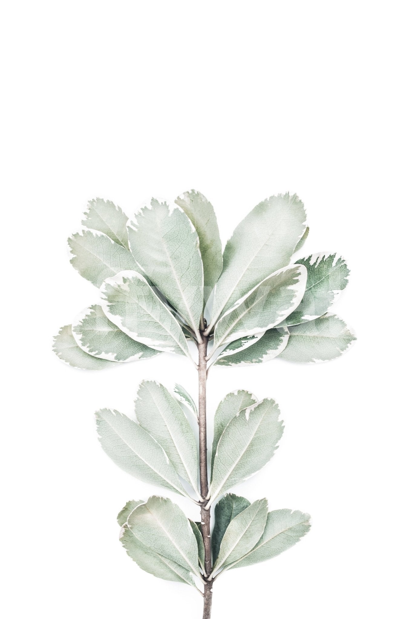 Botanical II Wall Mural