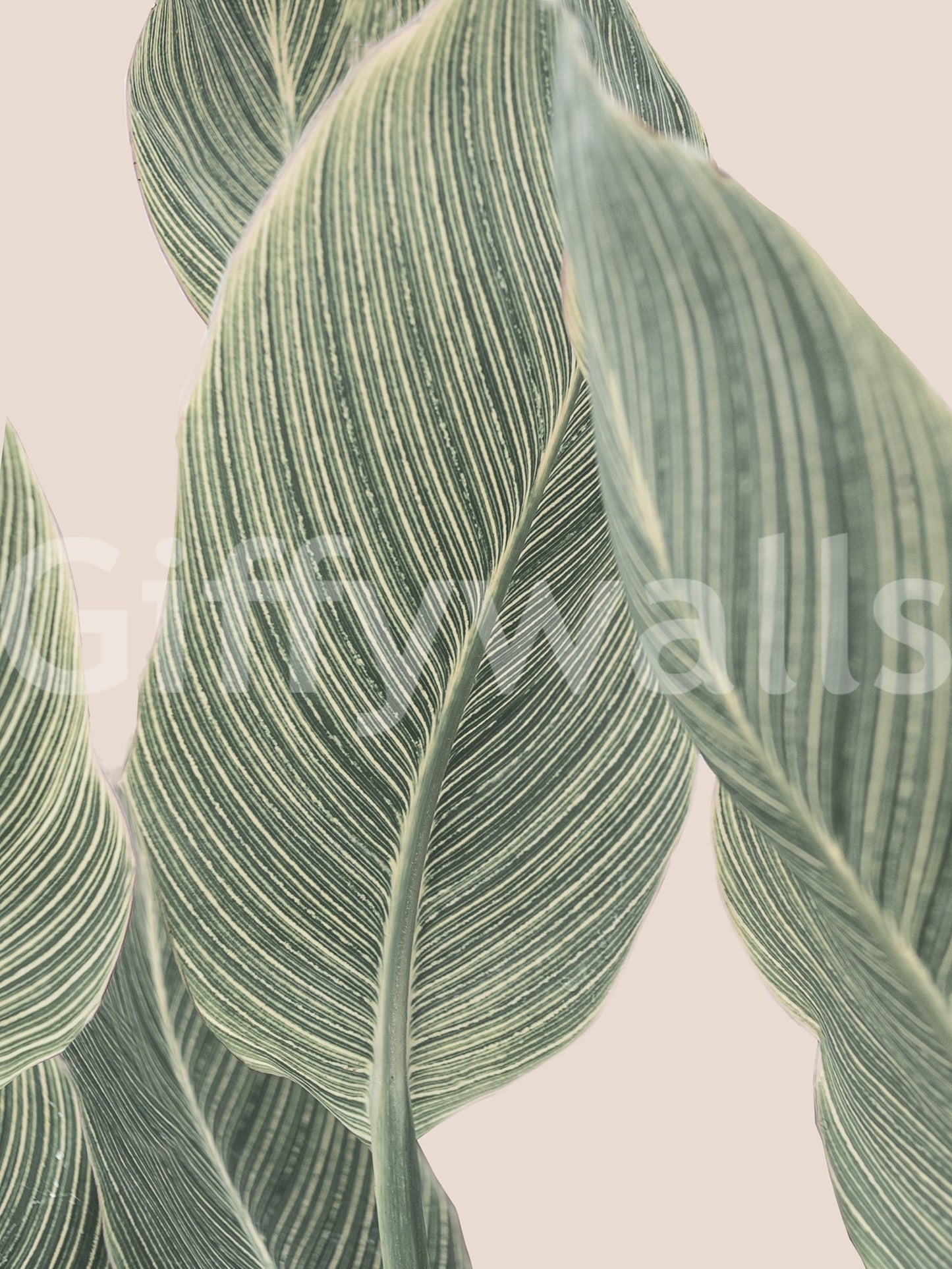 Modern botanical mural featuring minimalistic lines and leaves.