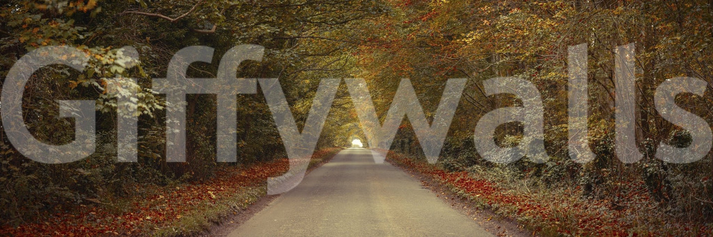 Narrow road in colorful woods