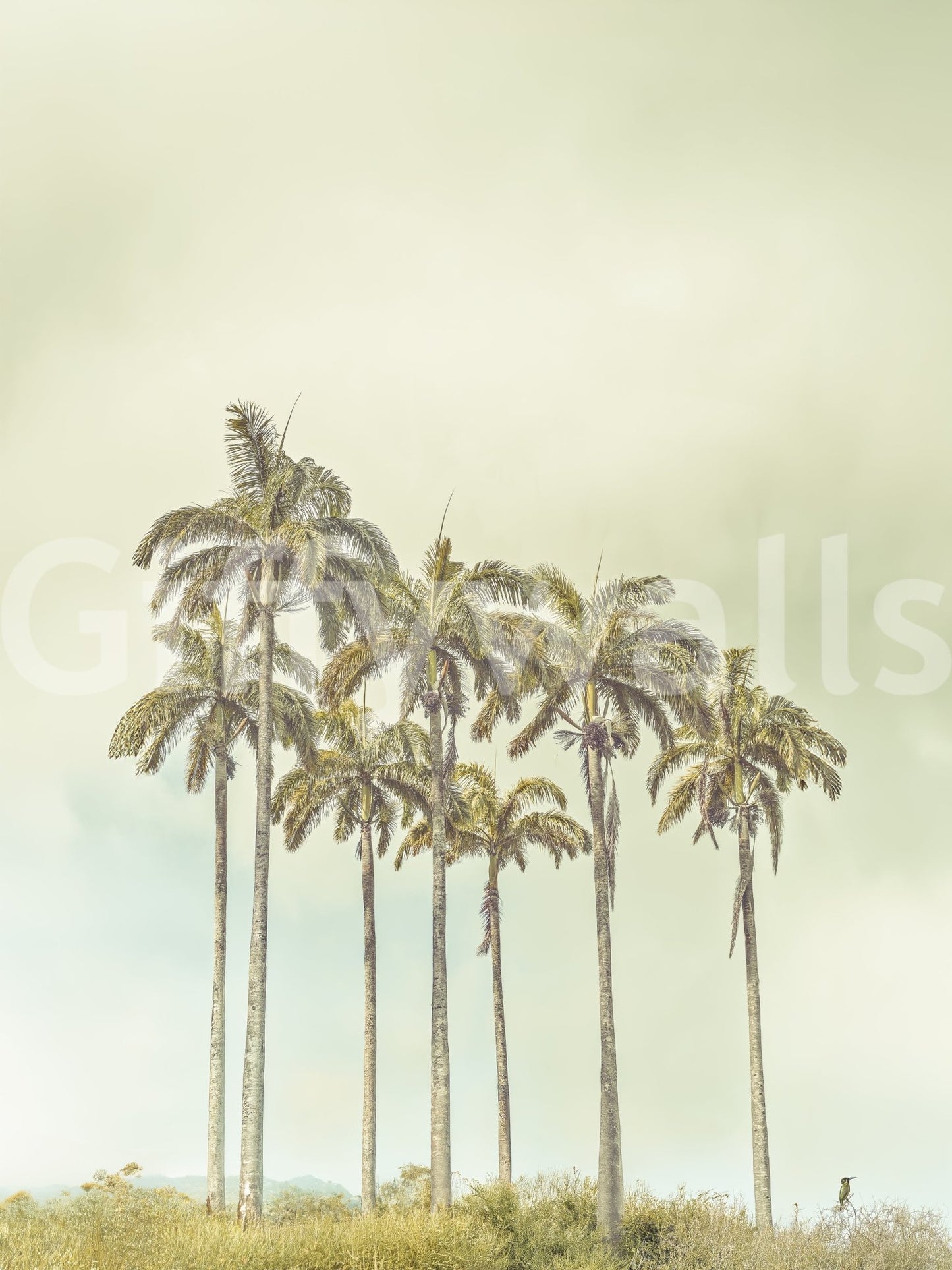 Breezy Palms Wall Mural