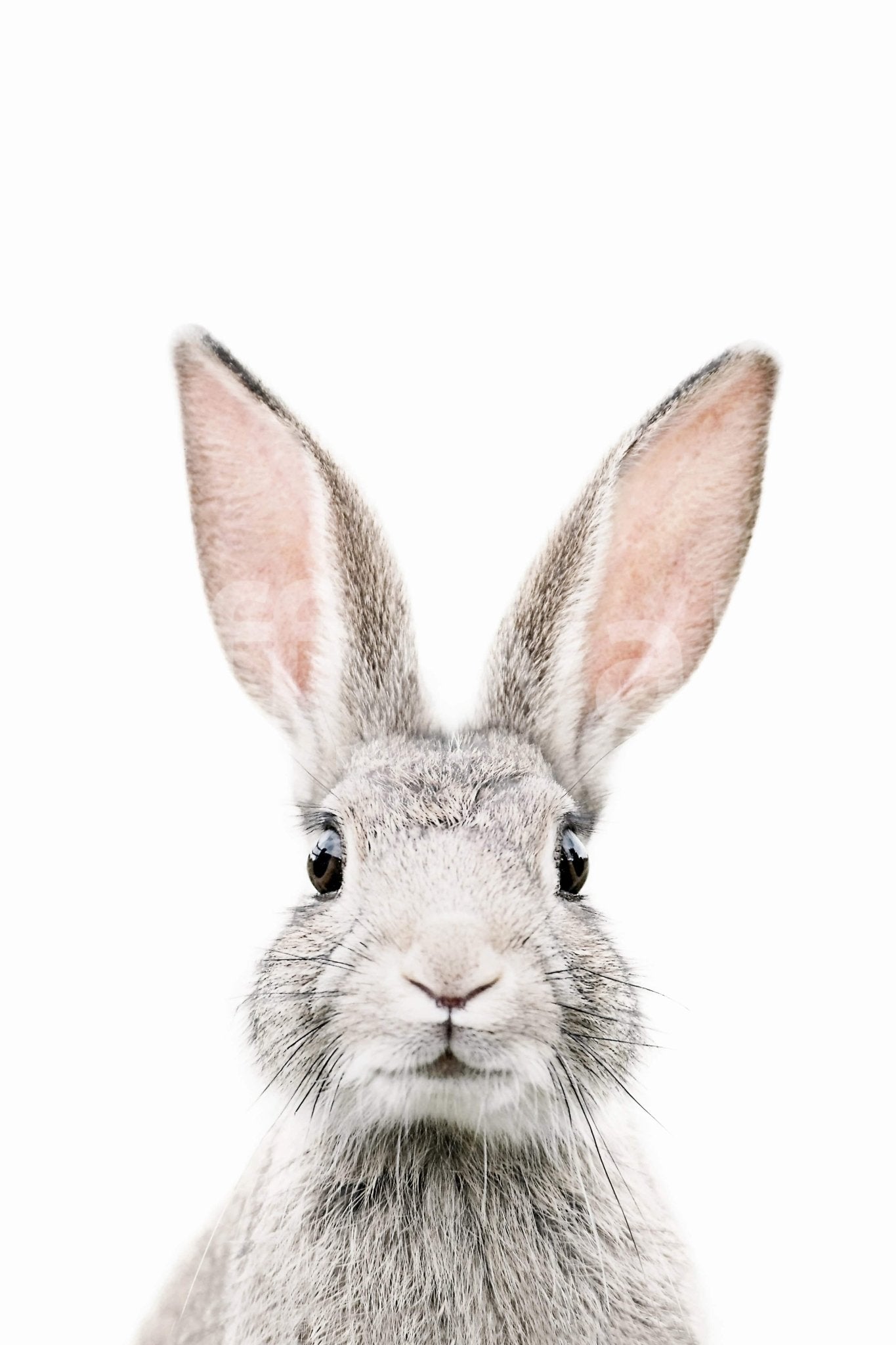 Calm bunny poster style image GD296