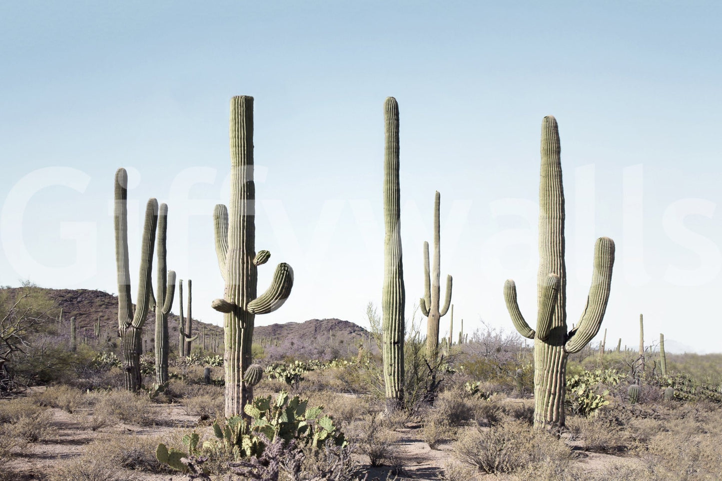 Serene cactus landscape wall mural for peaceful spaces.