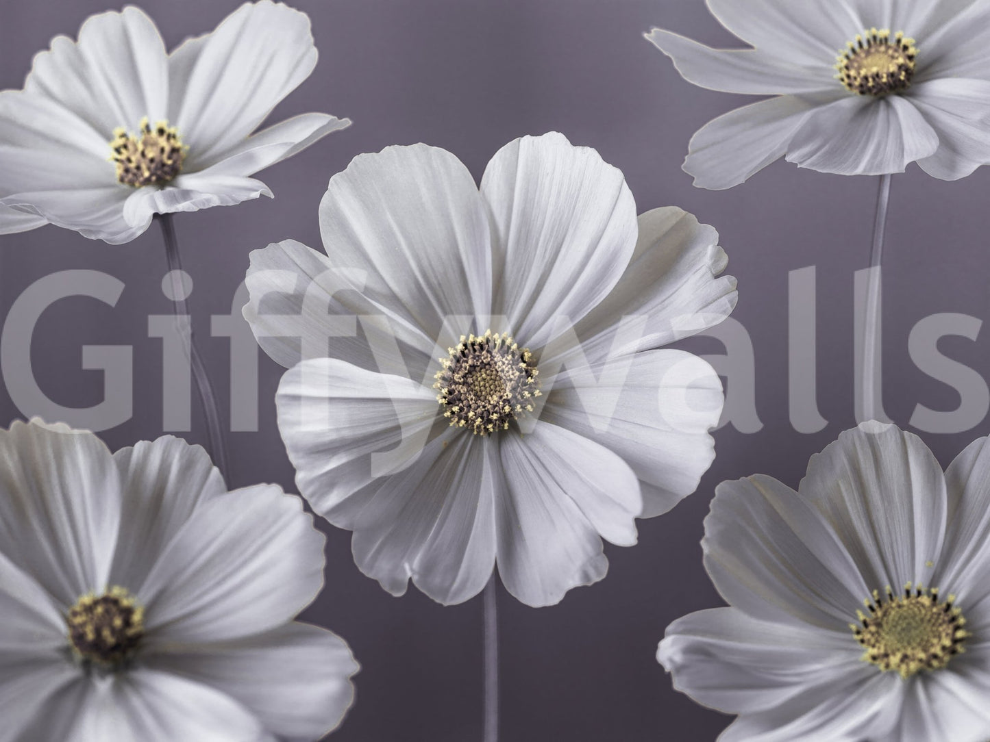 Large scale white bloom wallpaper with subtle stems