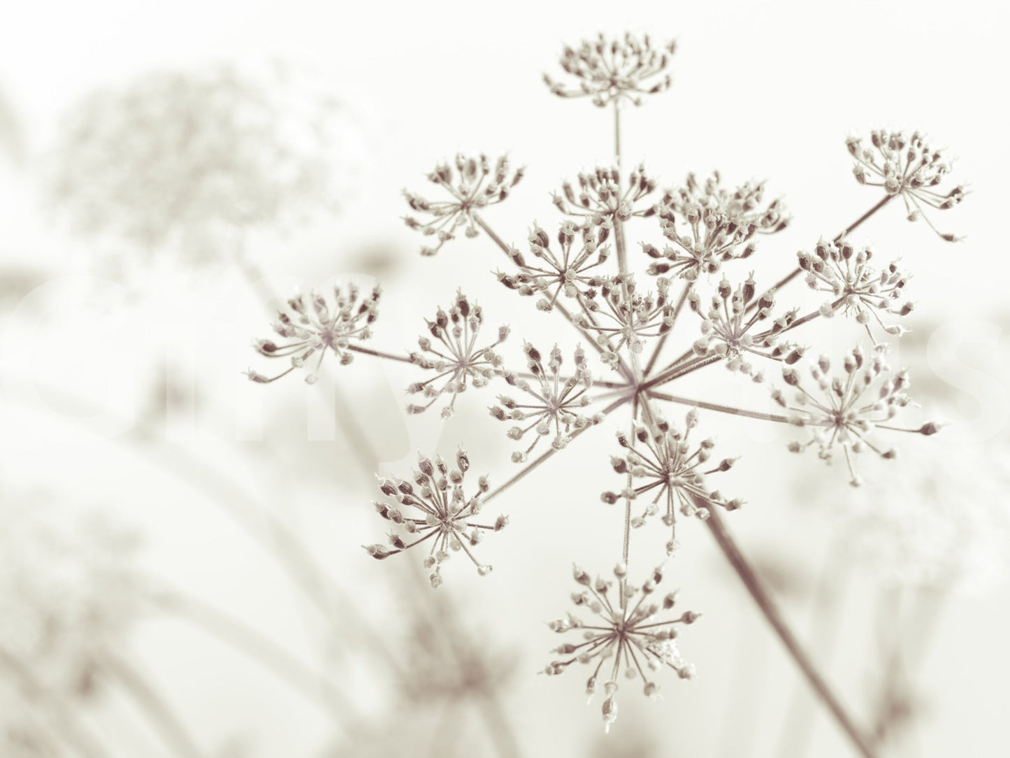 Cow Parsley Sepia Wall Mural calm wall design