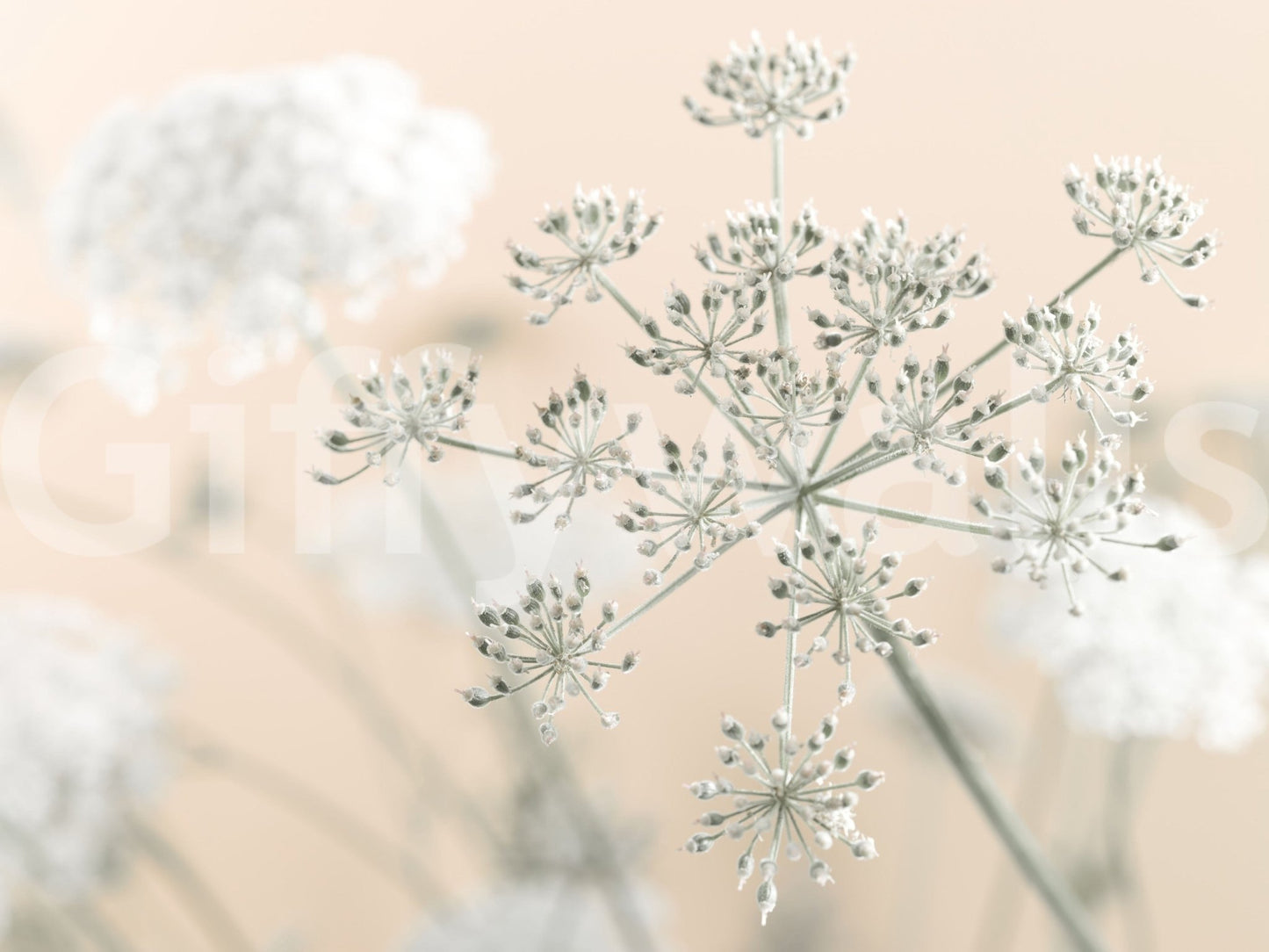 Macro Cow Parsley wall covering, serene beige background.