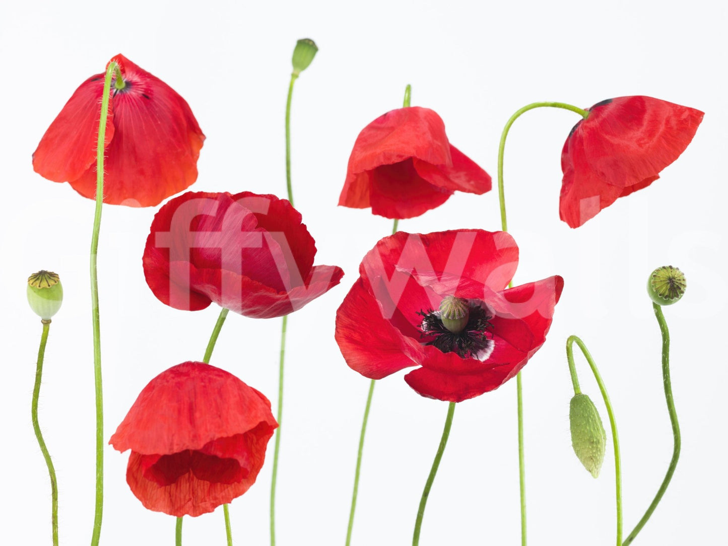 Moody flower portrait on Crimson Poppy Field accent wall.