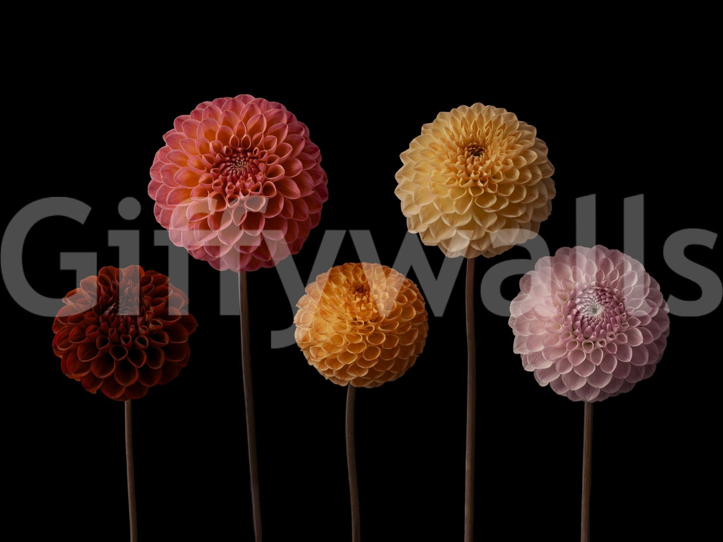 Dahlia Diversity Wall Mural