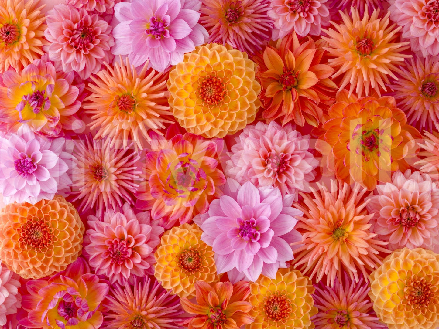 Pastel dahlia bloom wallpaper mural