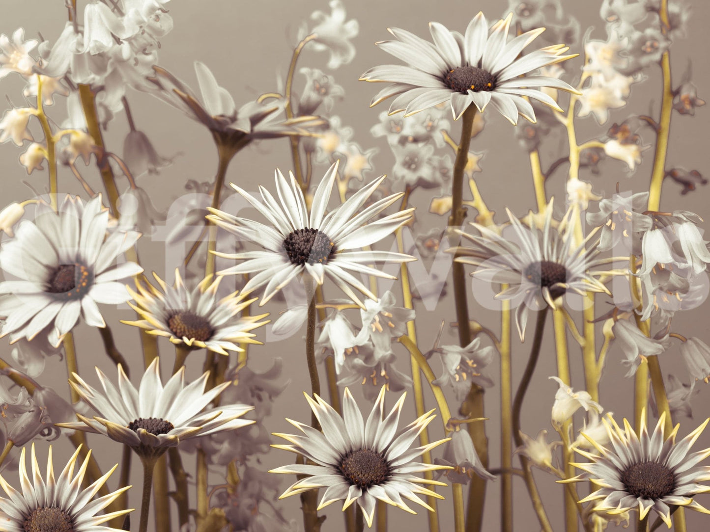 Whimsical floral mural for a feature wall, daisy garden scene.