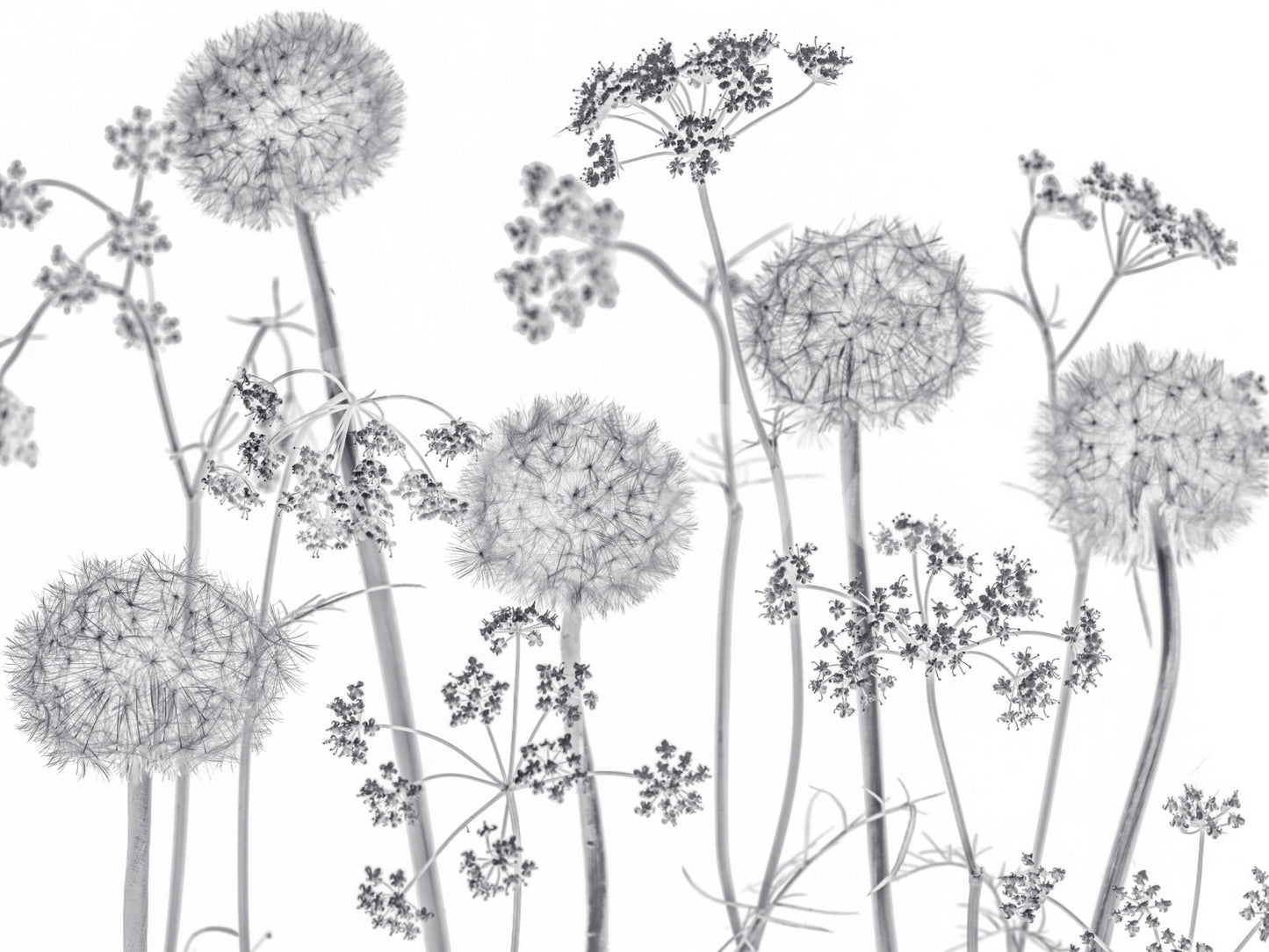 Delicate floral silhouettes in Dancing Wildflowers Wall Mural on a pale background
