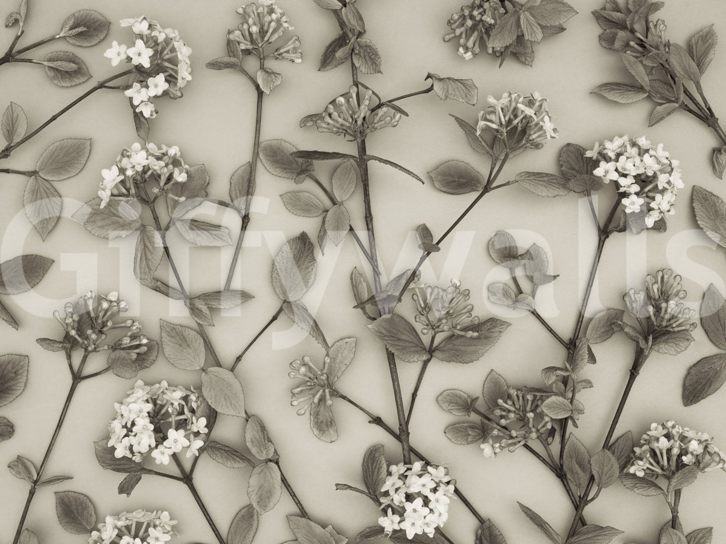 Spring bloom branches Delicate Blossoms print, refined home decor., GD6700