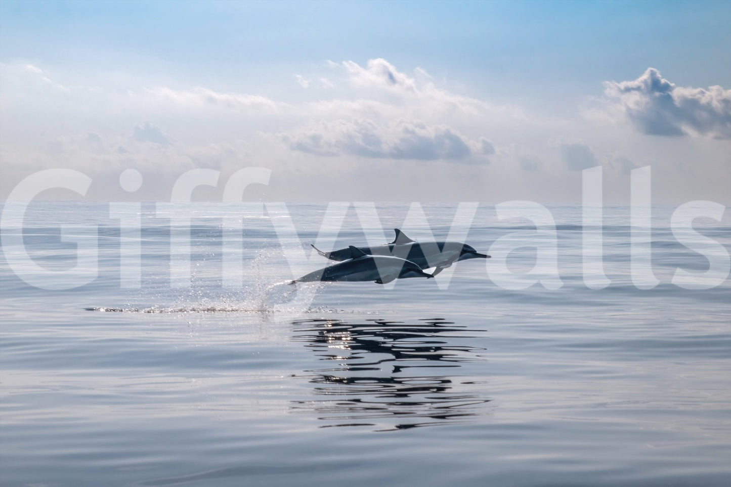 Dolphin's Leap Wallpaper with splashing water in an entryway.