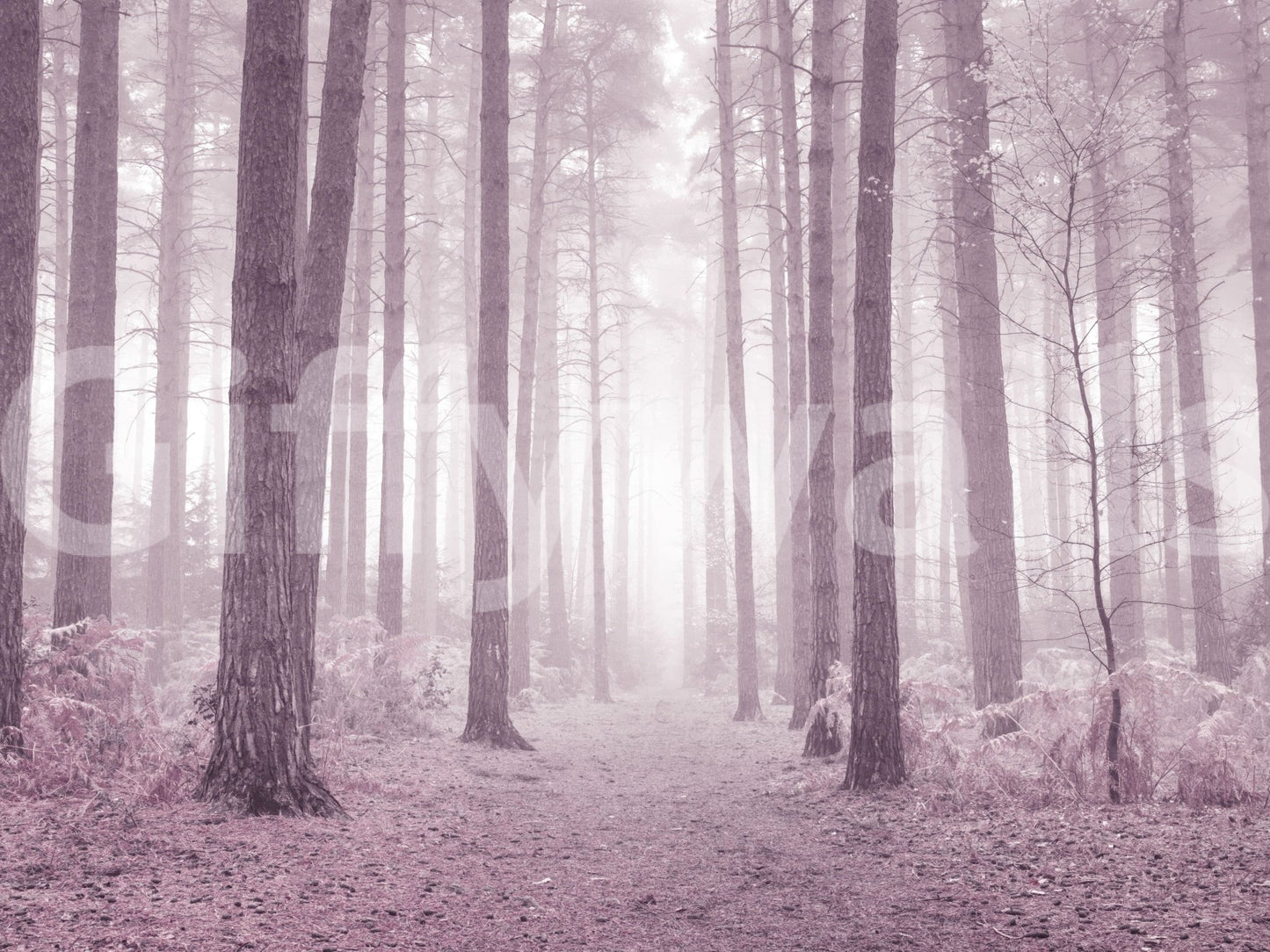 Pale pink atmospheric Dusty Rose Forest detailed peel and stick.