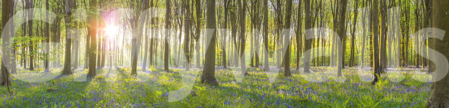 Sunlit woodland mural with wildflowers