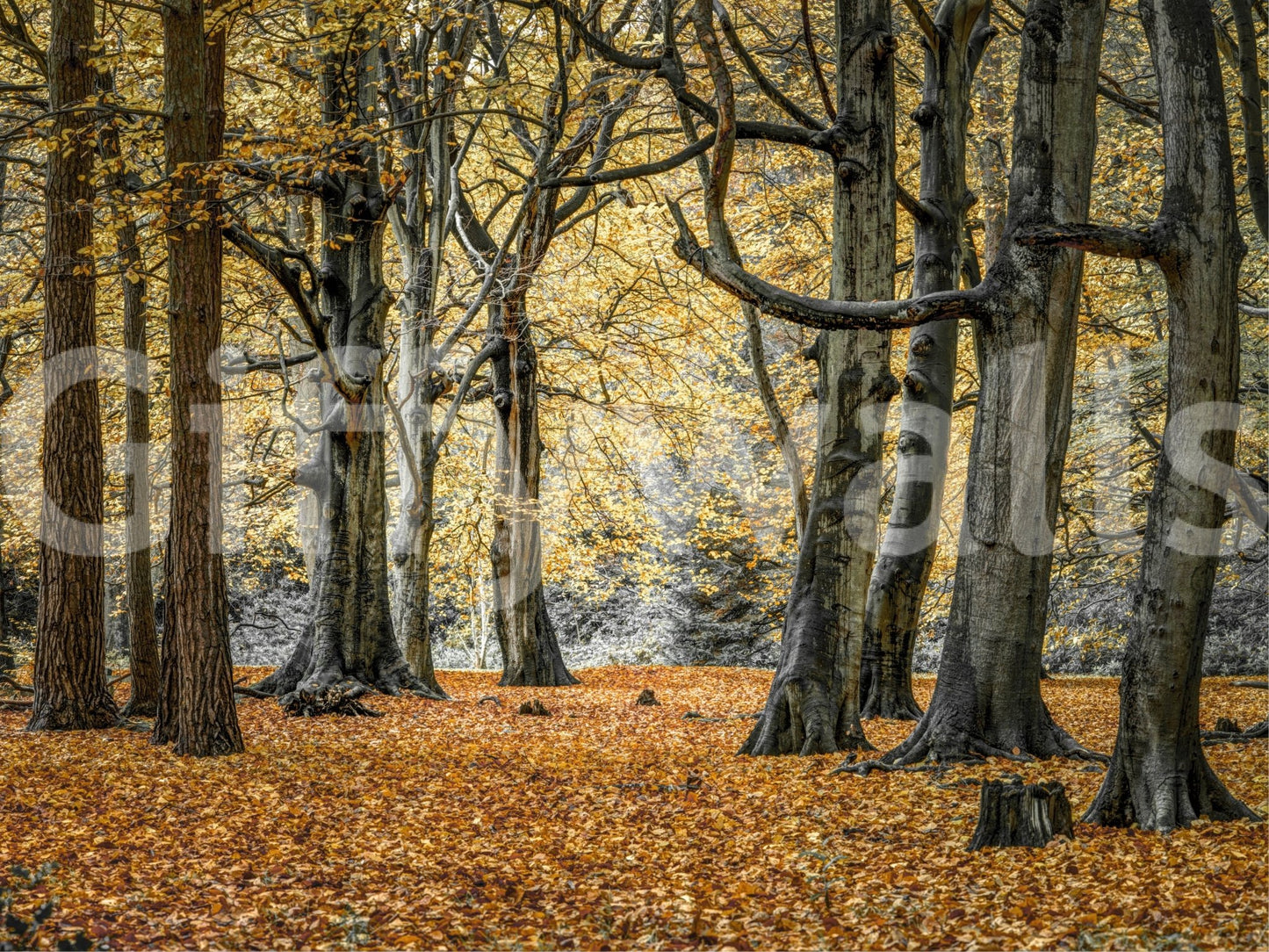 Elegant woodland fall wall covering.