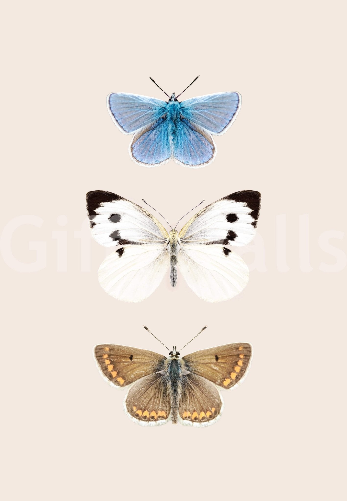 Native butterflies of England