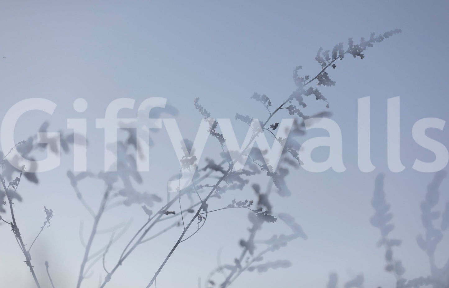 Ethereal Botanical Photography - Soft Focus Floral Art Print Wall Mural