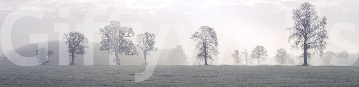 Focus on light, shadow, and natural forms.