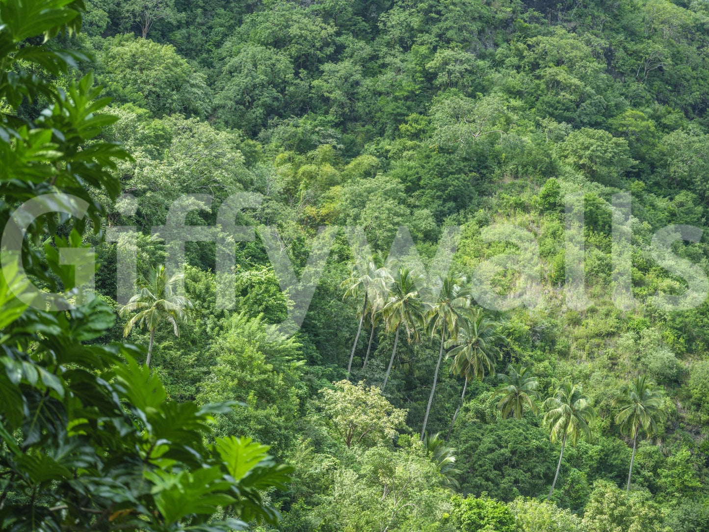 Evergreen trees wallpaper