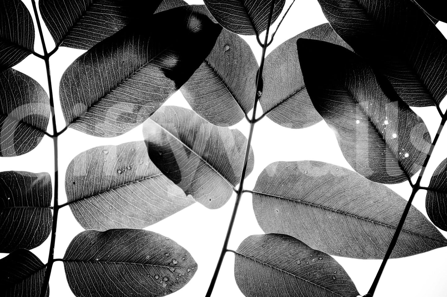 Water droplets rest on veined surfaces, Experiments with Leaves Wall Mural GD4899