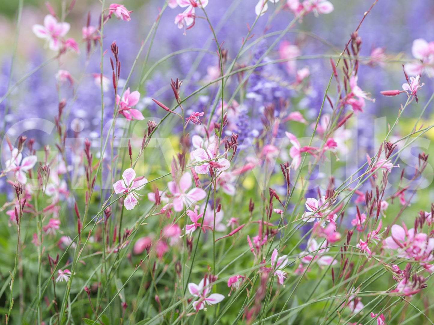 Artistic wildflower scene
