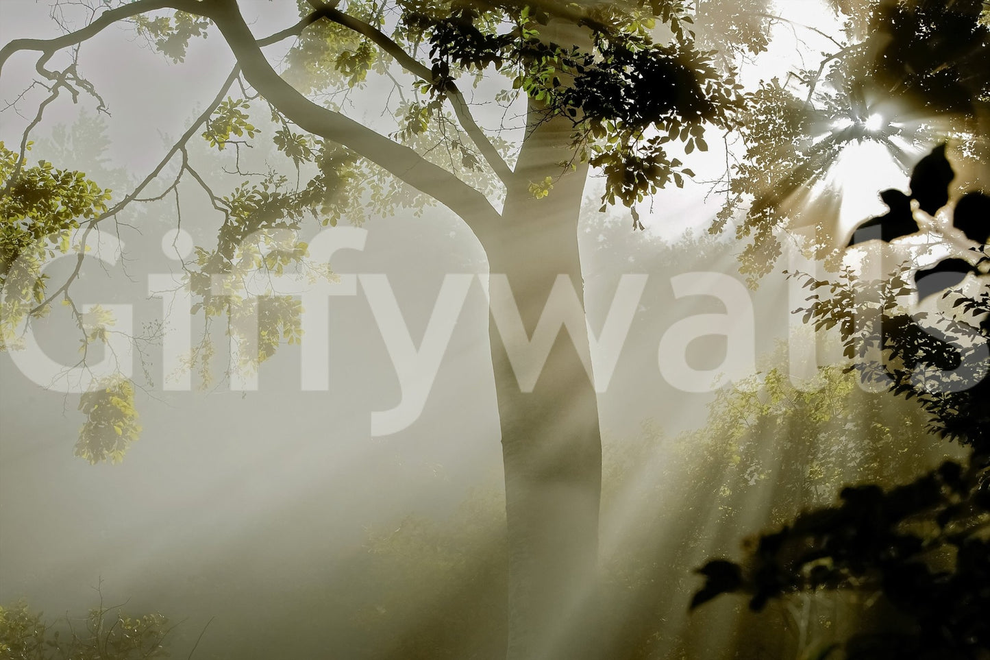 Forest Serenity Wall Mural
