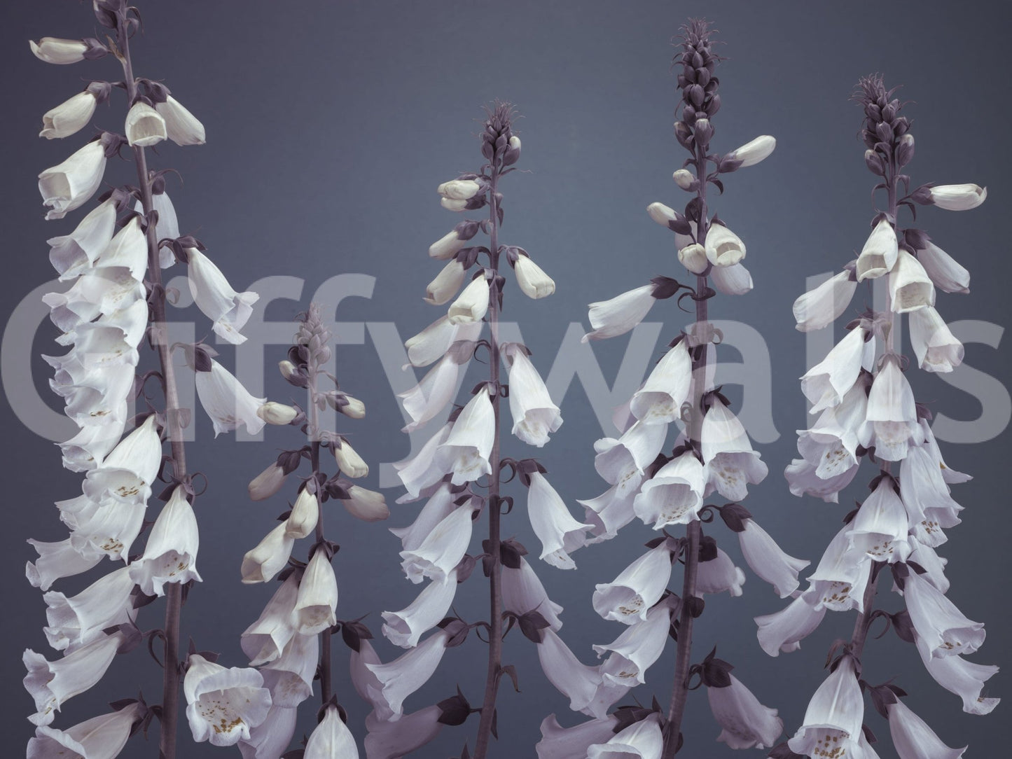 Elegant flower pattern Foxglove Fantasy, sophisticated floral wallcovering.
