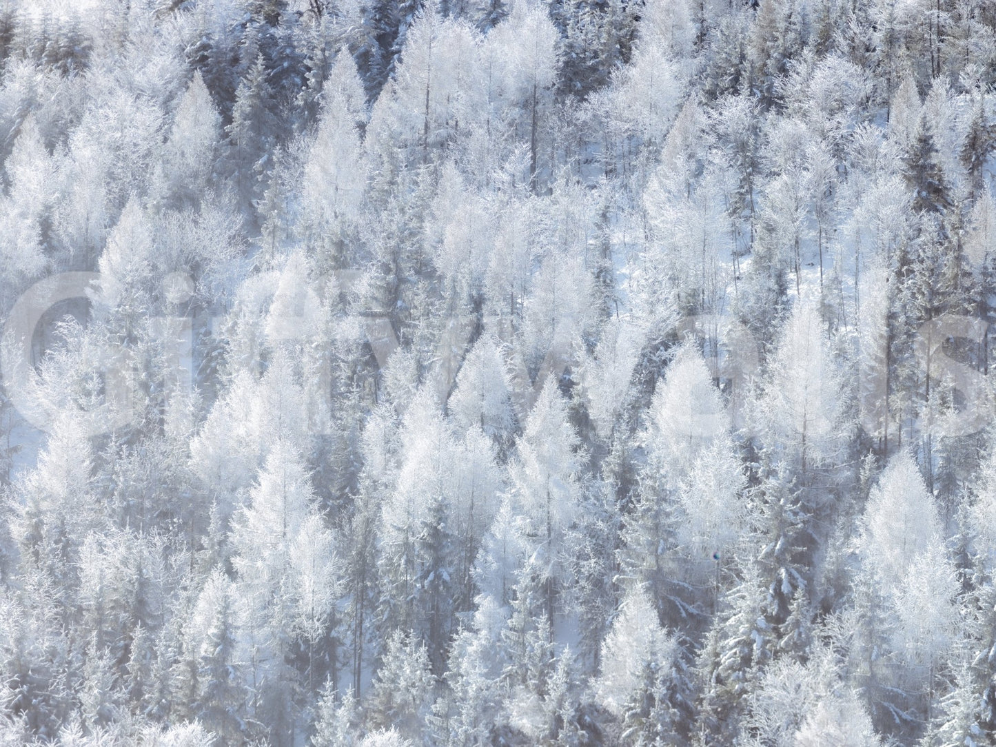 Elegant snowy woodland wall covering.