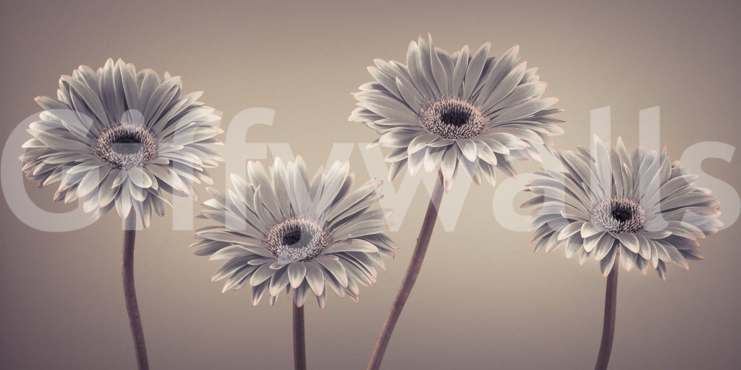 Quiet pink Gerbera Gerbera Calm Wall Mural, unique modern wallcovering.
