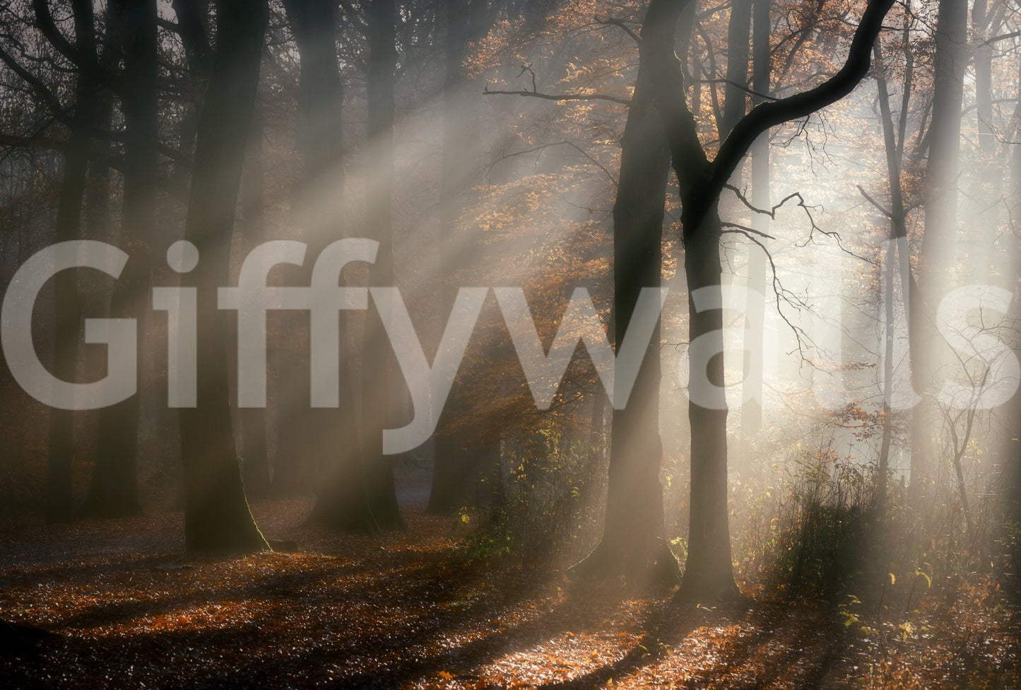 Wallpaper, majestic trees, enchanting sunlight, Golden Haze.