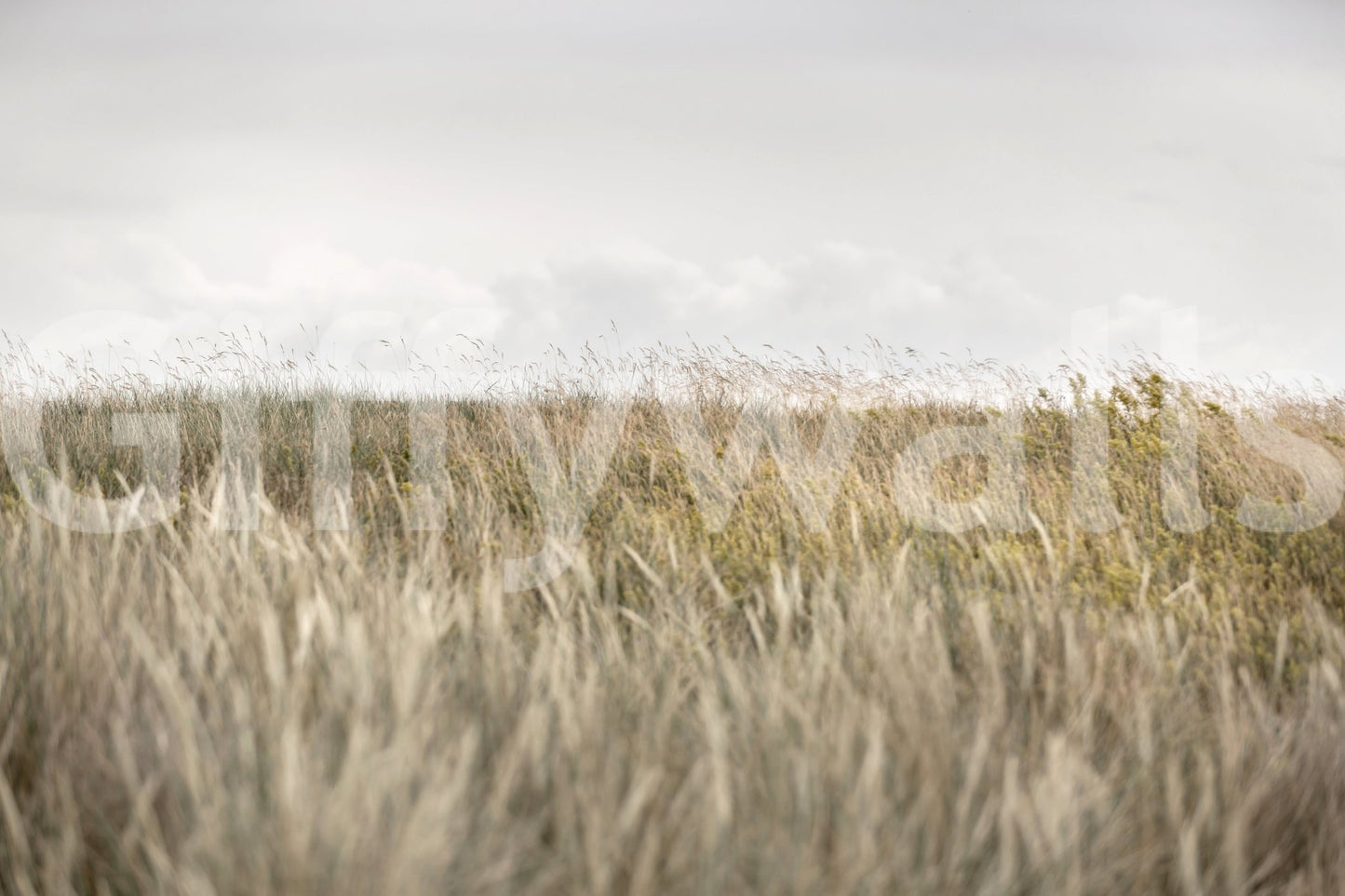 A high-quality rustic wall mural for walls.