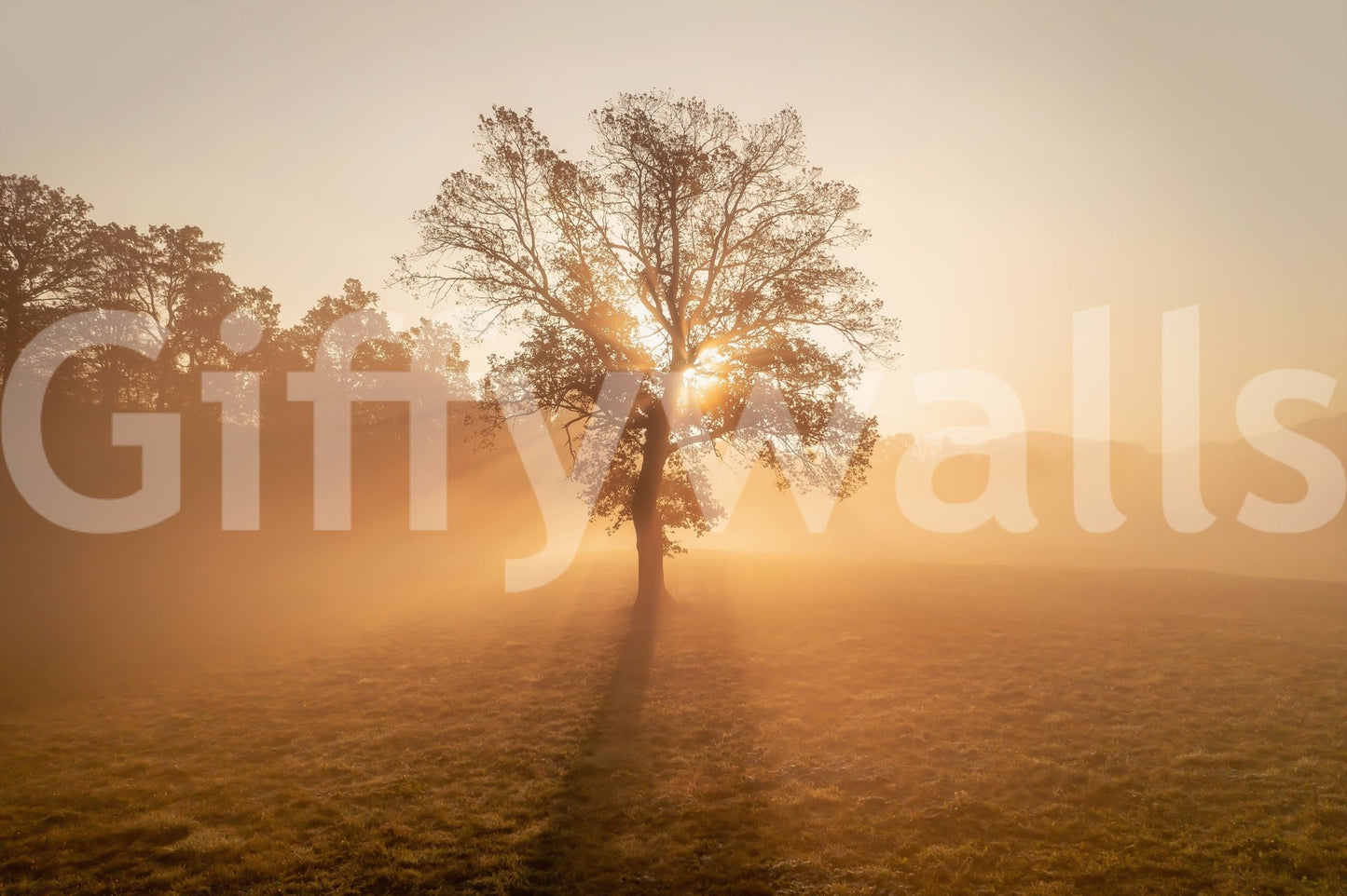 Golden Mist Tree, a striking lone tree in a beautiful, foggy setting.