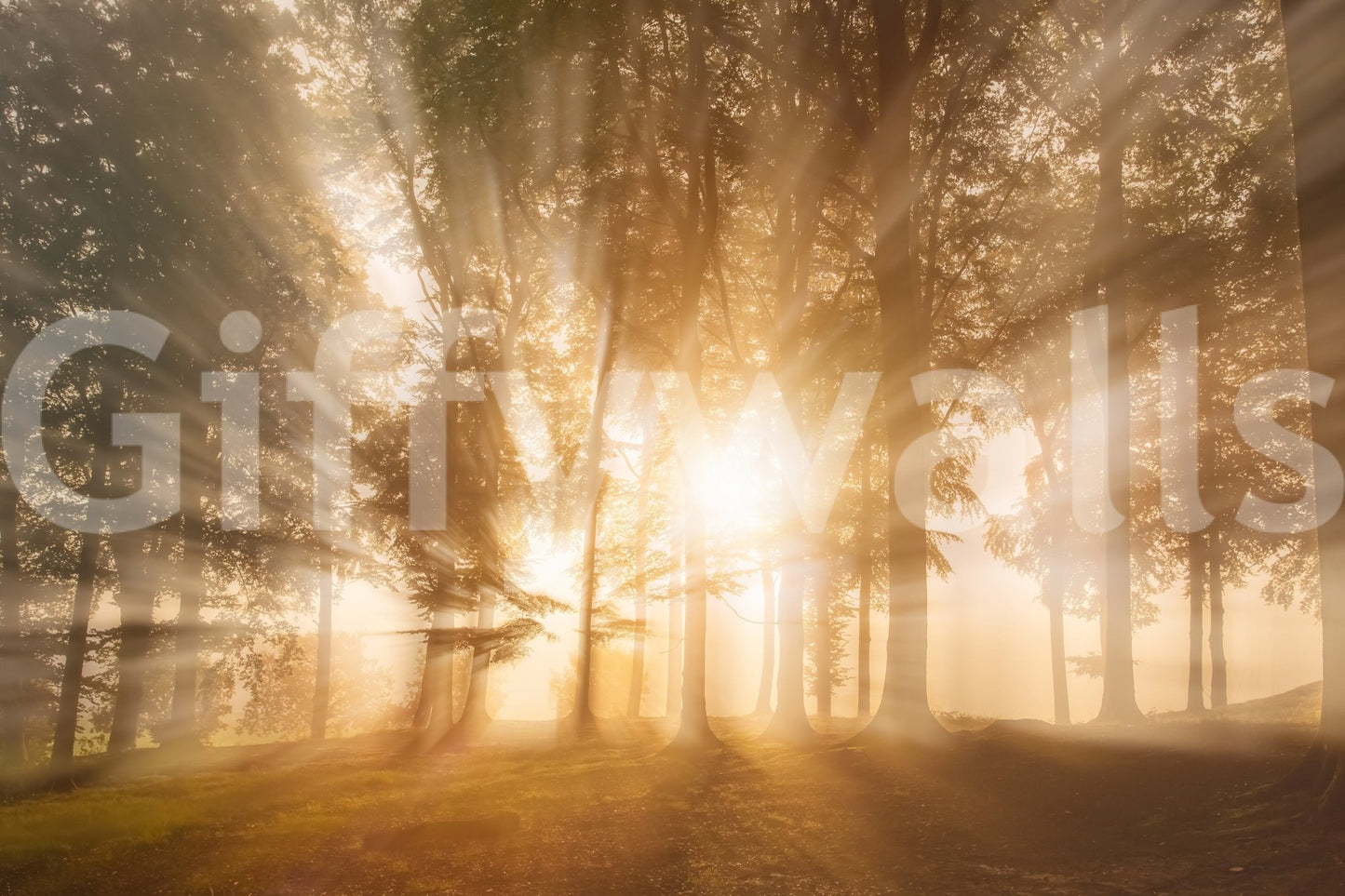Gorgeous sunflare, silhouetted trees, Golden Rays Through Trees wall mural, forest ambiance.