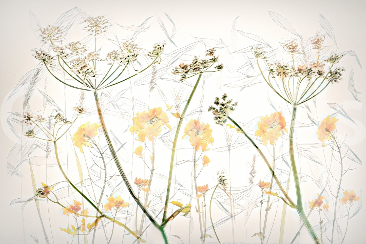 A high-quality serene flower wall mural for walls., GD5259