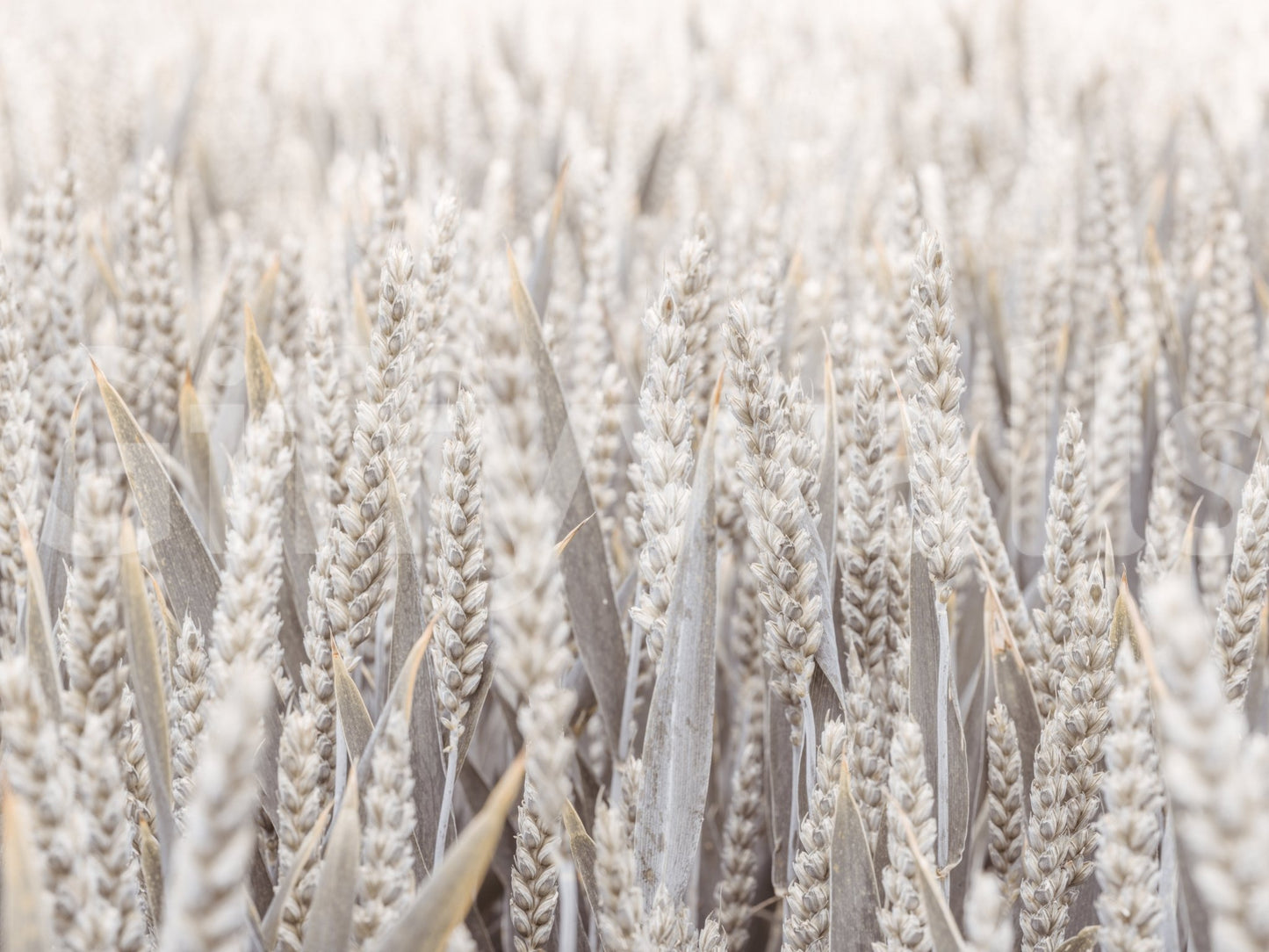 A high-quality serene field wall mural for walls.
